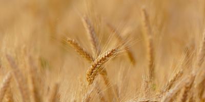 Będą szacować straty na polach. Rolnicy mogą składać wnioski. Sprawdź terminy składania wniosków w Urzędach w powiecie pułtuskim