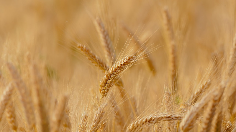 Będą szacować straty na polach. Rolnicy mogą składać wnioski. Sprawdź terminy składania wniosków w Urzędach w powiecie pułtuskim