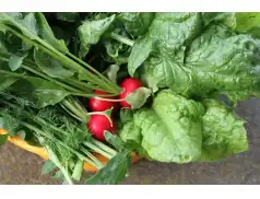 Co to są nowalijki? Co z nich przyrządzić? 