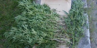 Ponad 200 krzaków konopi indyjskich w Pułtusku!