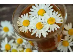 Jakie właściwości ma rumianek lekarski?