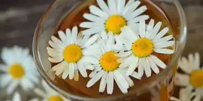 Jakie właściwości ma rumianek lekarski?