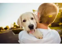 Dzień Psa. Historia dnia psa