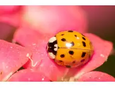 Owady w inwazji. Skuteczne metody pozbycia się biedronek azjatyckich.