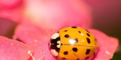 Owady w inwazji. Skuteczne metody pozbycia się biedronek azjatyckich.