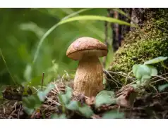 Siedem najzdrowszych polskich grzybów. Kopalnie witamin i naturalne antybiotyki.