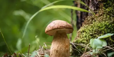 Siedem najzdrowszych polskich grzybów. Kopalnie witamin i naturalne antybiotyki.